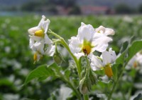 /album/azienda-agricola-lfour/fiori-patate-jpg/